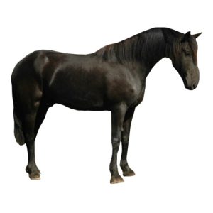 Percheron Horse