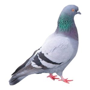 Pigeon 1