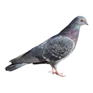 Pigeon 2