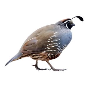 Quail