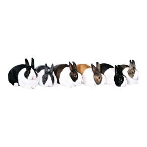 Rabbit Variety