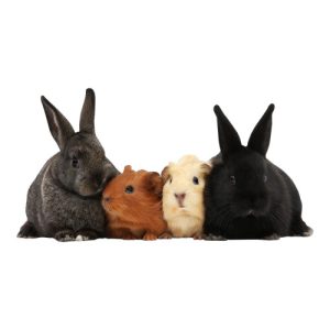 Rabbits & Guinea Pigs