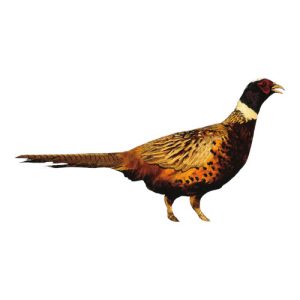 Ring Neck Pheasant