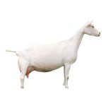 Saanen Dairy Goat