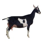 Sable Dairy Goat