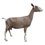 Toggenburg Dairy Goat