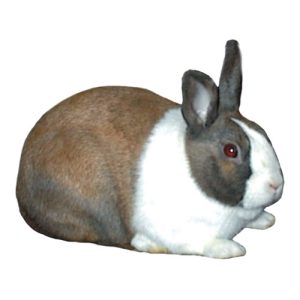 Tort Rabbit 2