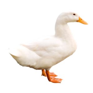 White Duck