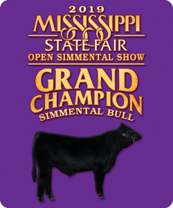 Mississippi State Fair Open Simmental Show
