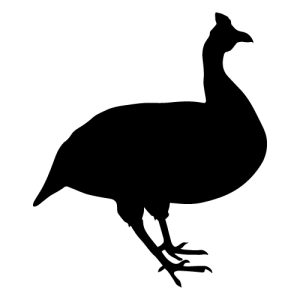 Guinea Silhouette