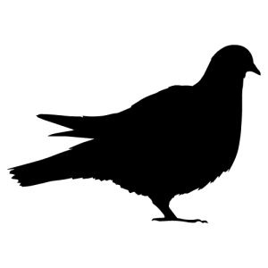 Pigeon Silhouette