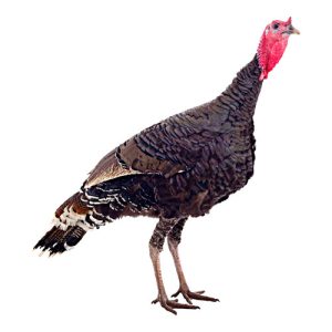 Young Turkey