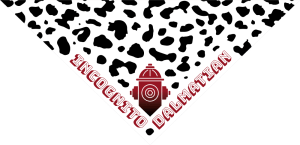 Incognito Dalmation Bandana